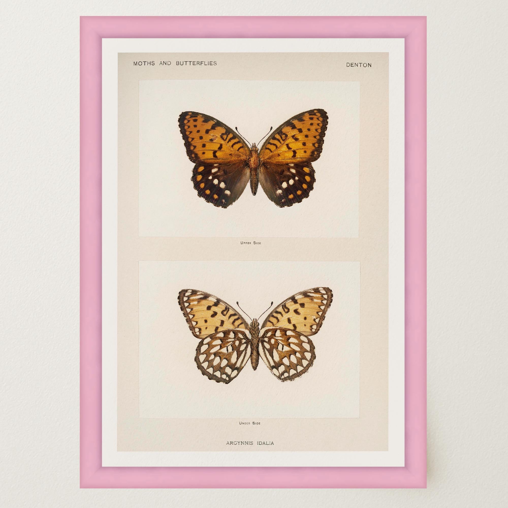 Butterfly and Moth Vintage Wall Art Print-Skudaboo