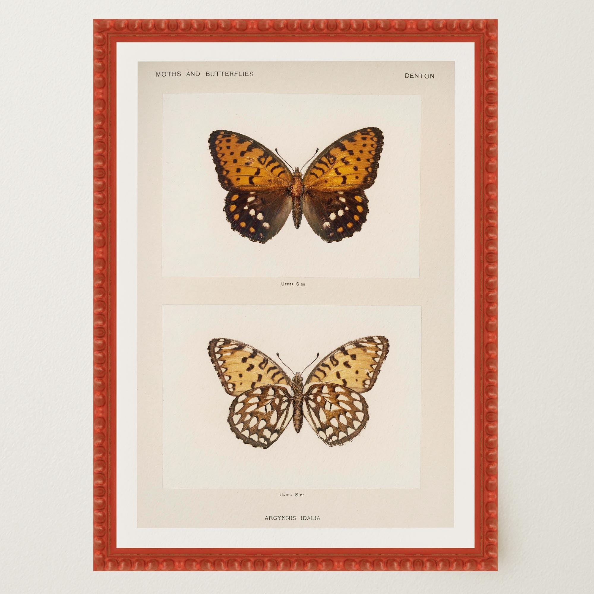 Butterfly and Moth Vintage Wall Art Print-Skudaboo