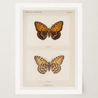 Butterfly and Moth Vintage Wall Art Print-Skudaboo