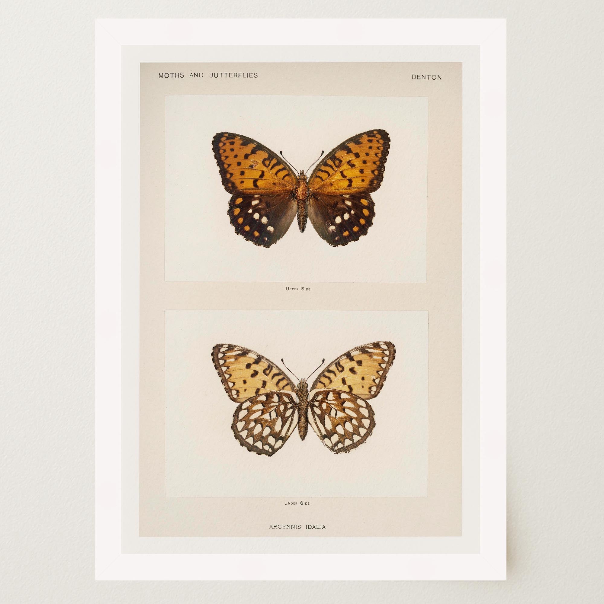 Butterfly and Moth Vintage Wall Art Print-Skudaboo