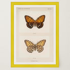 Butterfly and Moth Vintage Wall Art Print-Skudaboo