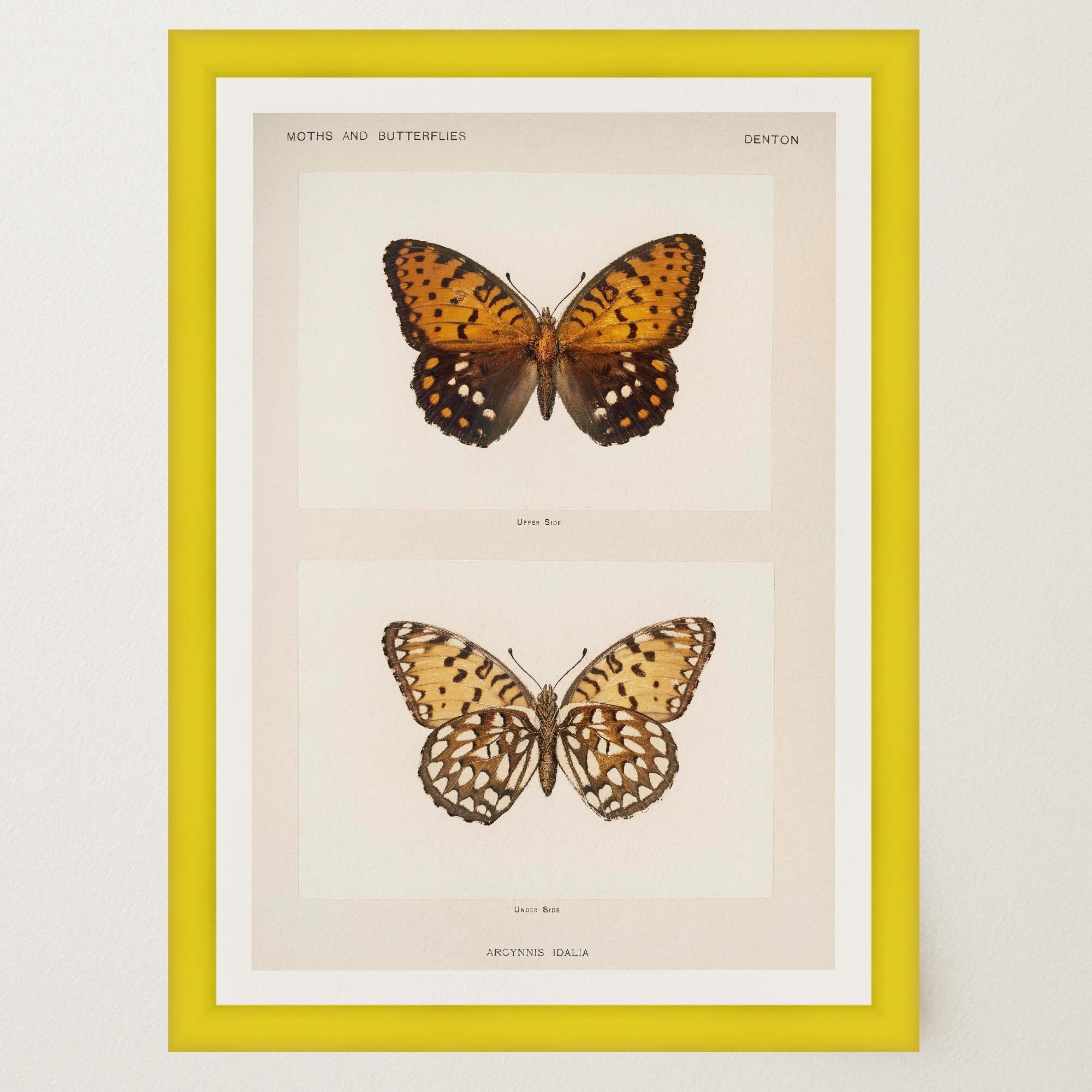 Butterfly and Moth Vintage Wall Art Print-Skudaboo