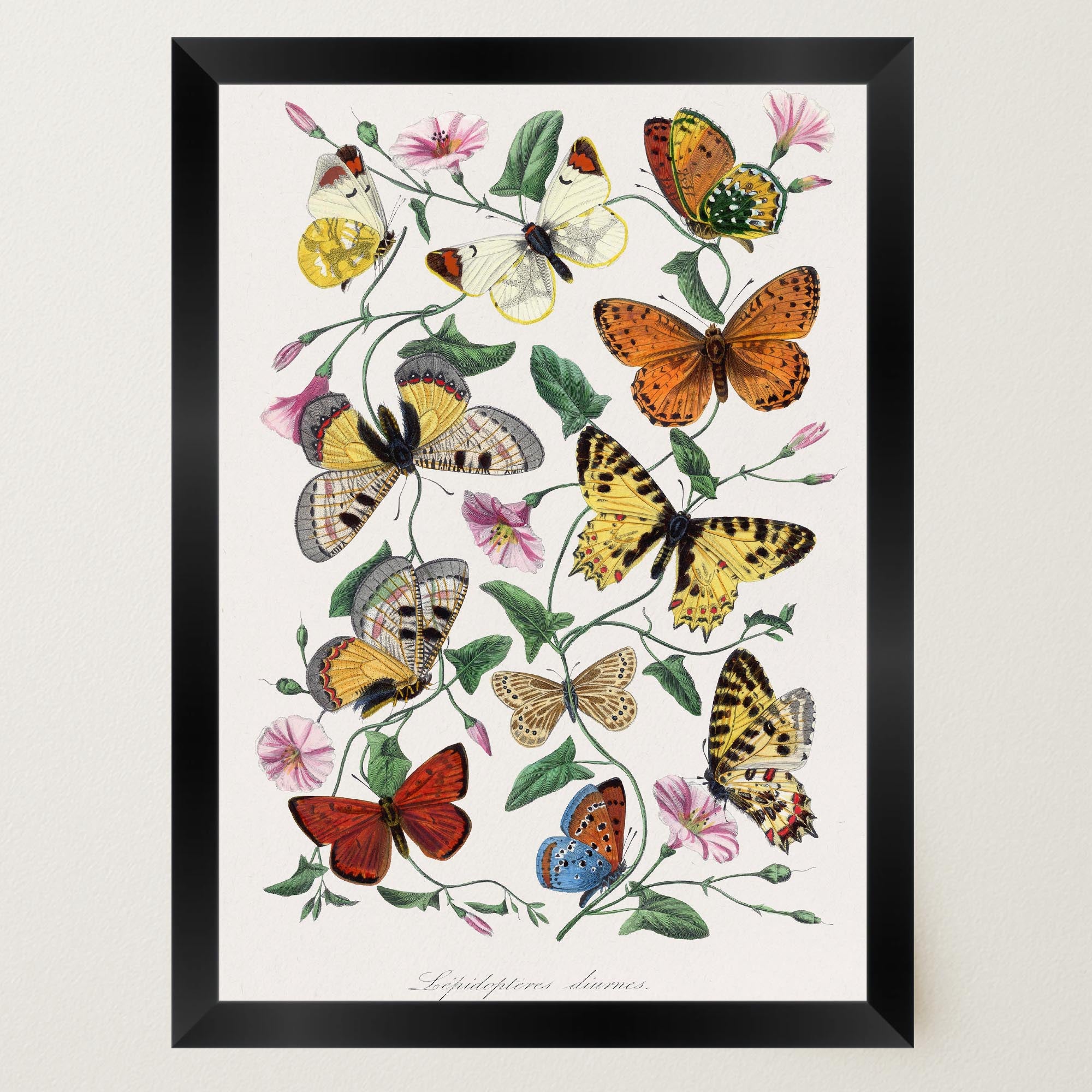 Butterfly and Moth Vintage Wall Art Print-Skudaboo