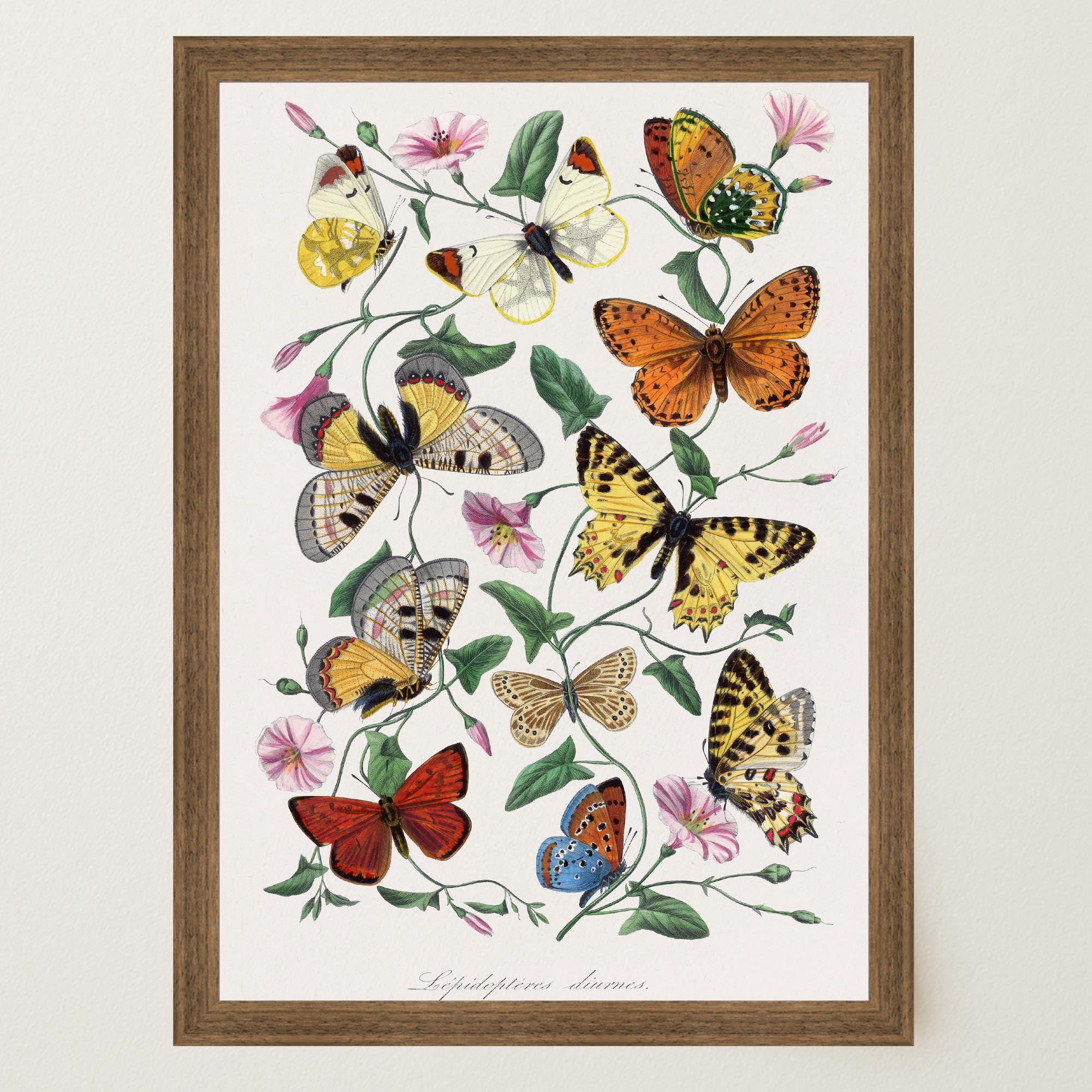 Butterfly and Moth Vintage Wall Art Print-Skudaboo