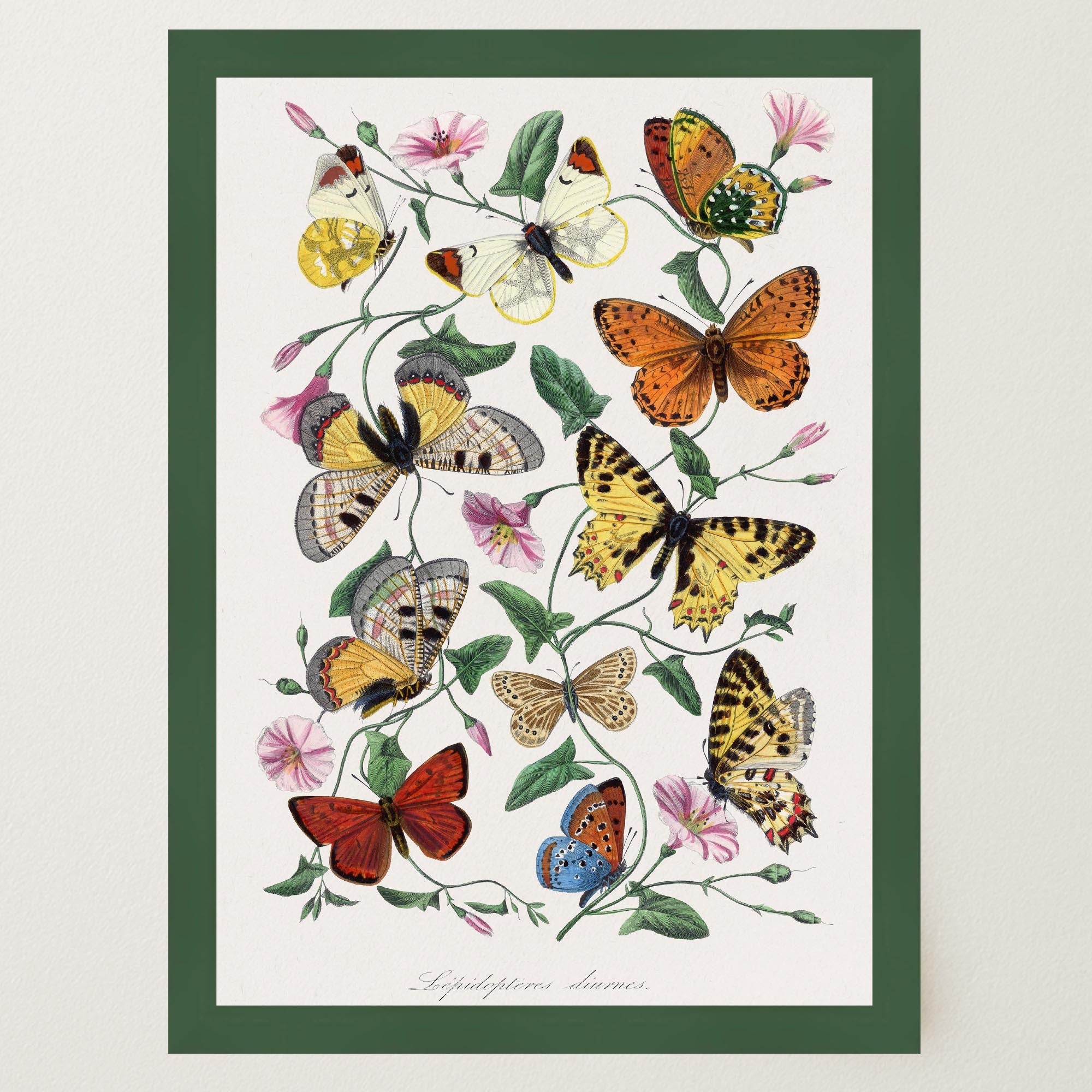 Butterfly and Moth Vintage Wall Art Print-Skudaboo