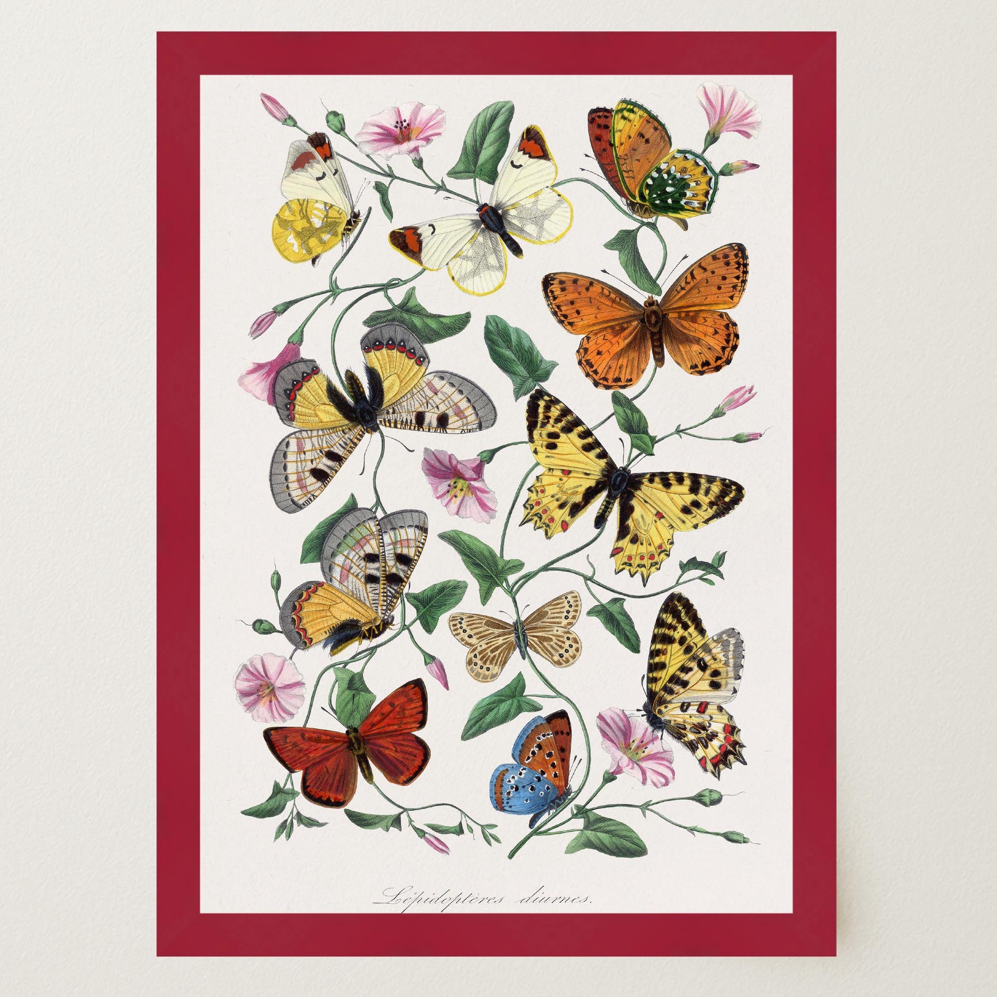 Butterfly and Moth Vintage Wall Art Print-Skudaboo