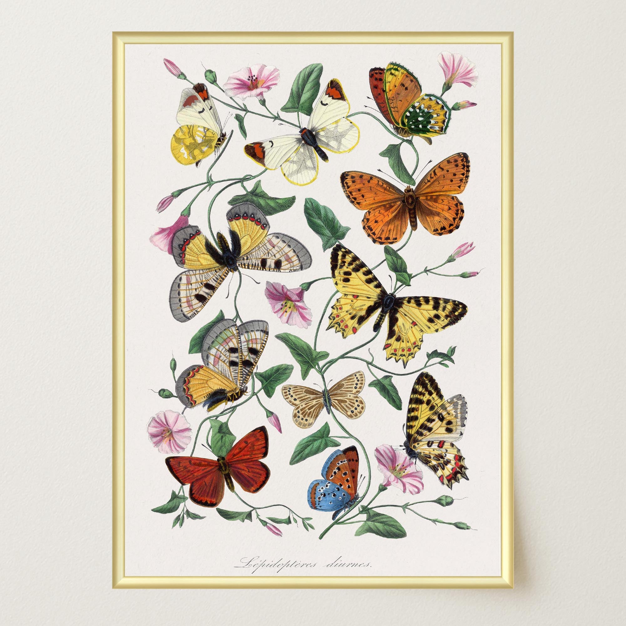 Butterfly and Moth Vintage Wall Art Print-Skudaboo