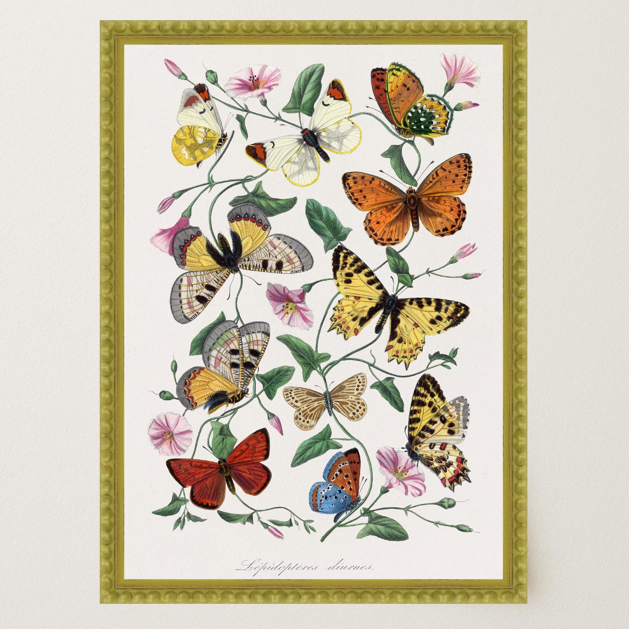 Butterfly and Moth Vintage Wall Art Print-Skudaboo