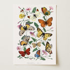 Butterfly and Moth Vintage Wall Art Print-Skudaboo