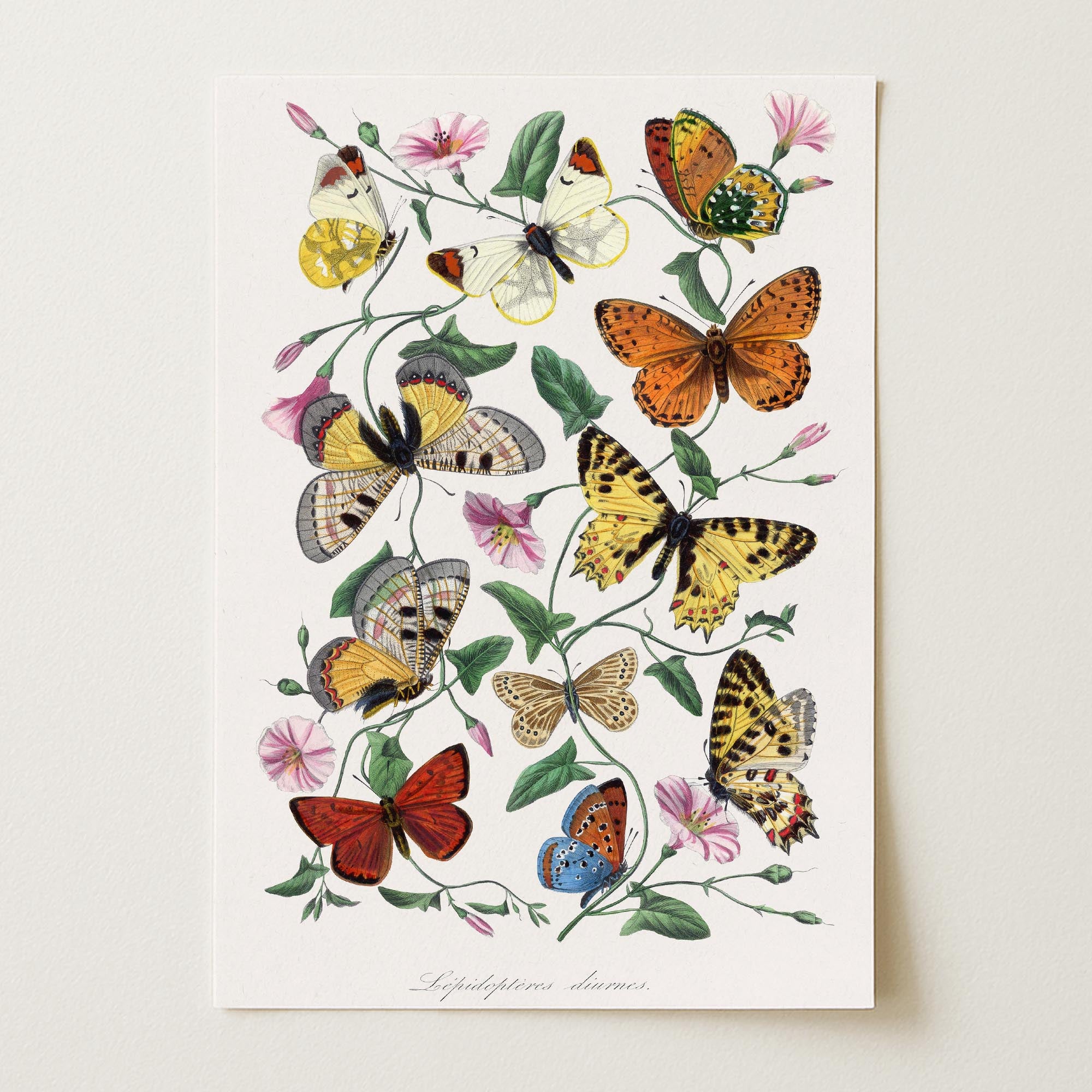 Butterfly and Moth Vintage Wall Art Print-Skudaboo