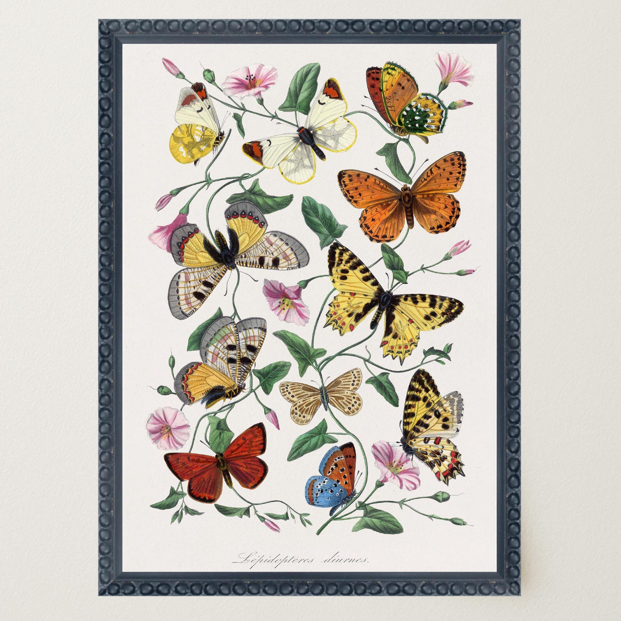 Butterfly and Moth Vintage Wall Art Print-Skudaboo