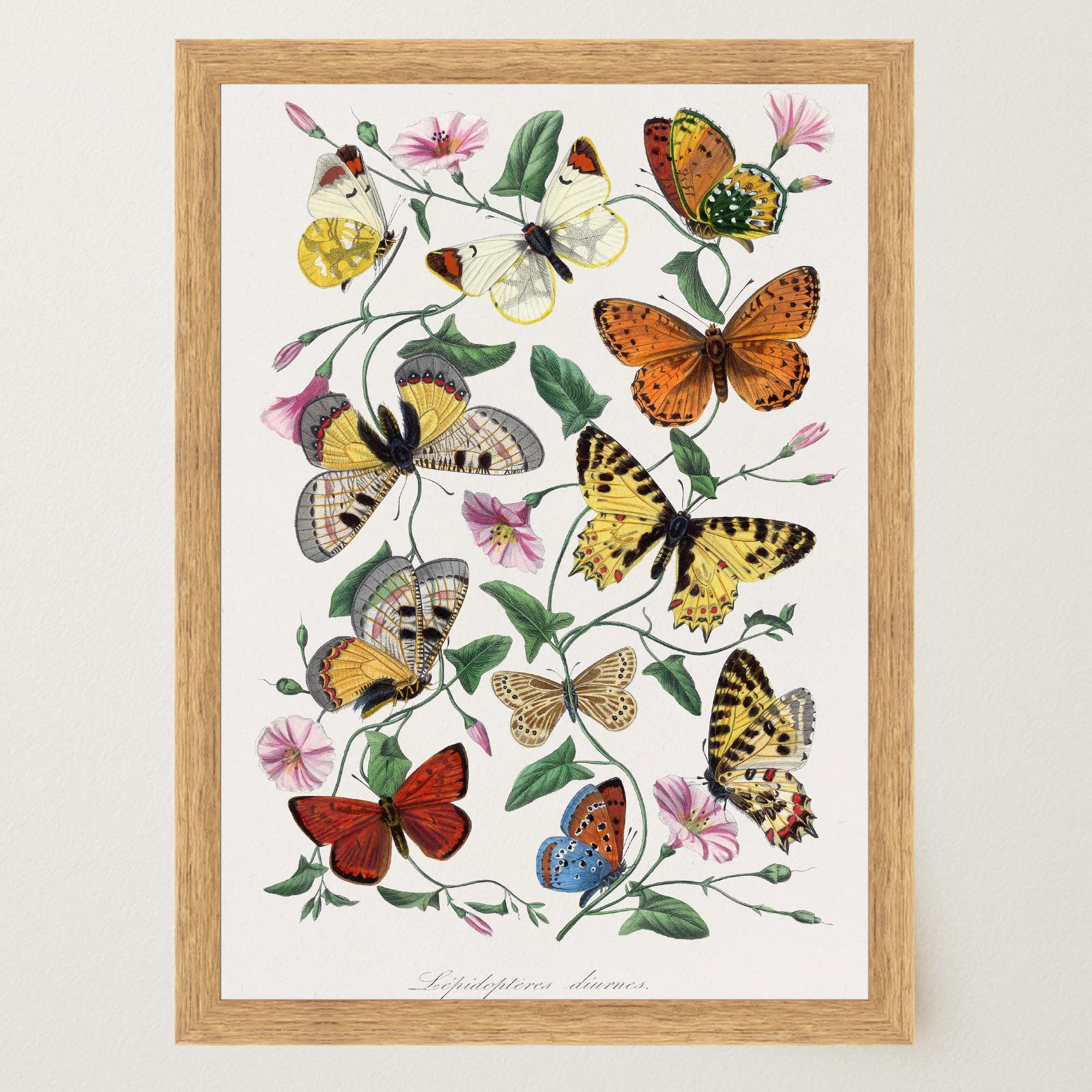 Butterfly and Moth Vintage Wall Art Print-Skudaboo