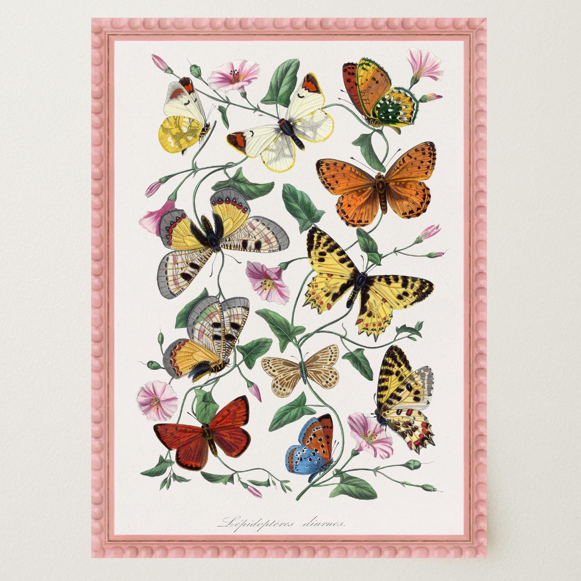 Butterfly and Moth Vintage Wall Art Print-Skudaboo
