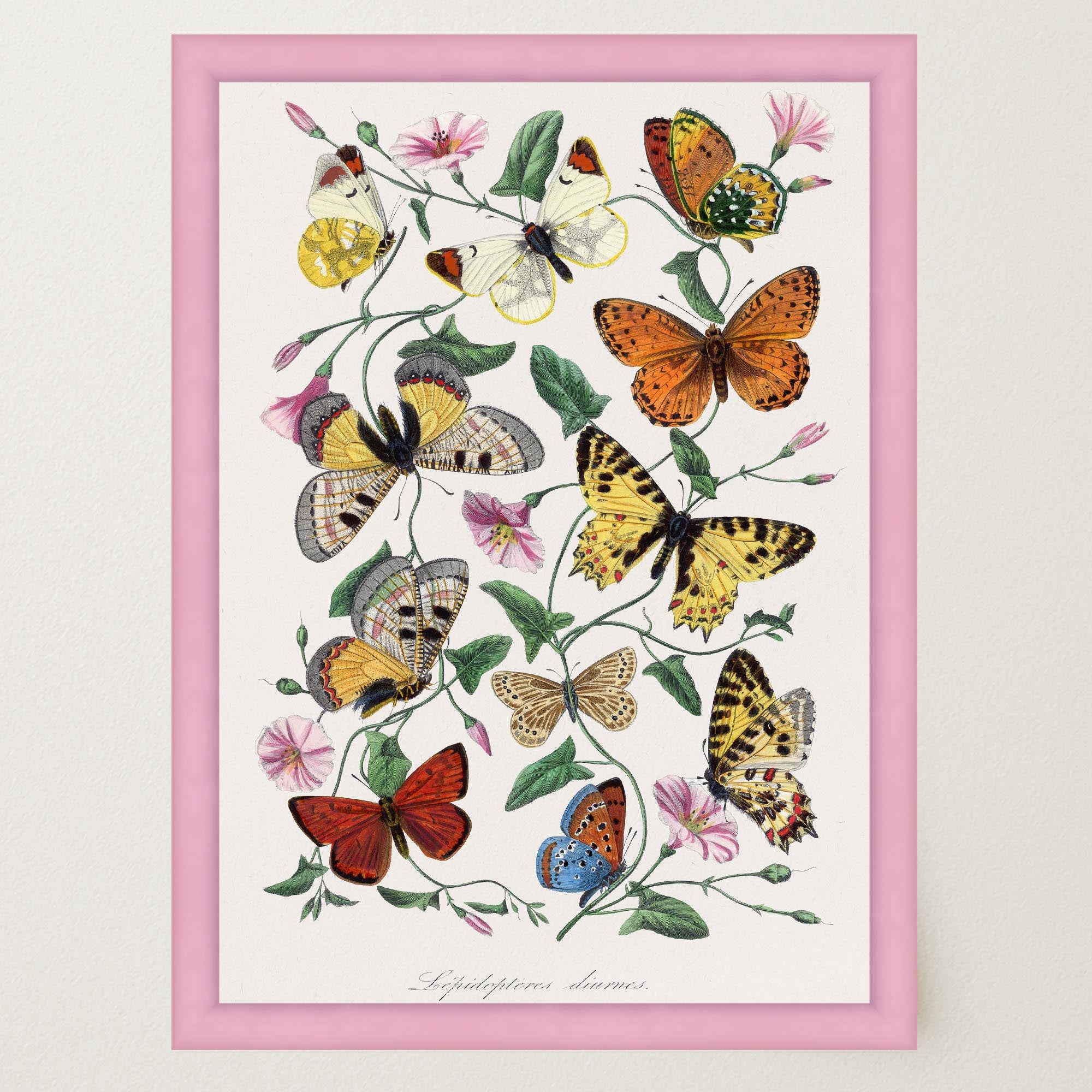 Butterfly and Moth Vintage Wall Art Print-Skudaboo