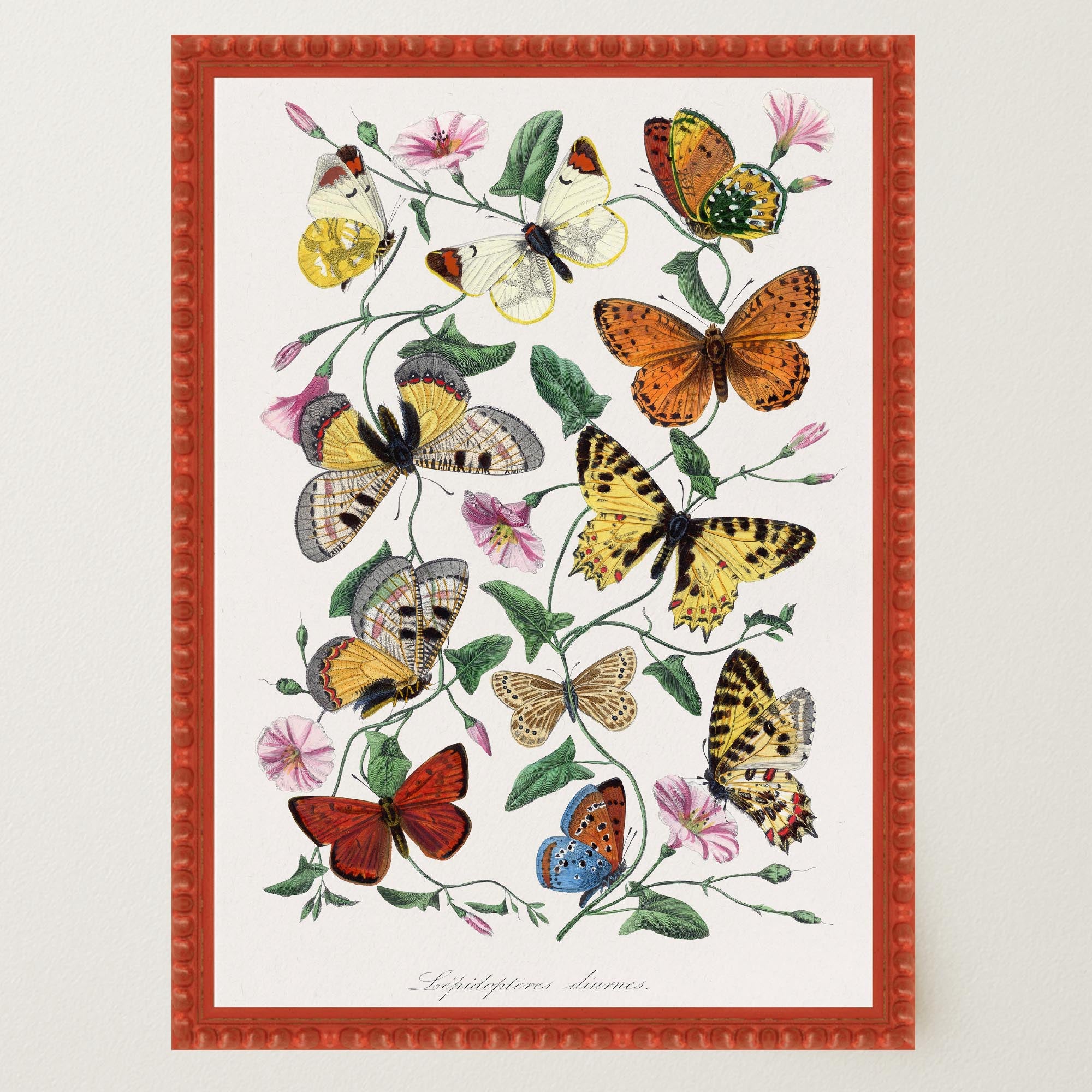 Butterfly and Moth Vintage Wall Art Print-Skudaboo
