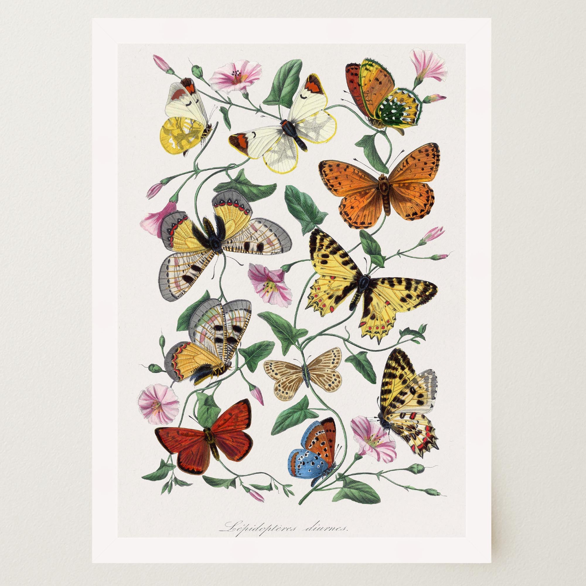 Butterfly and Moth Vintage Wall Art Print-Skudaboo