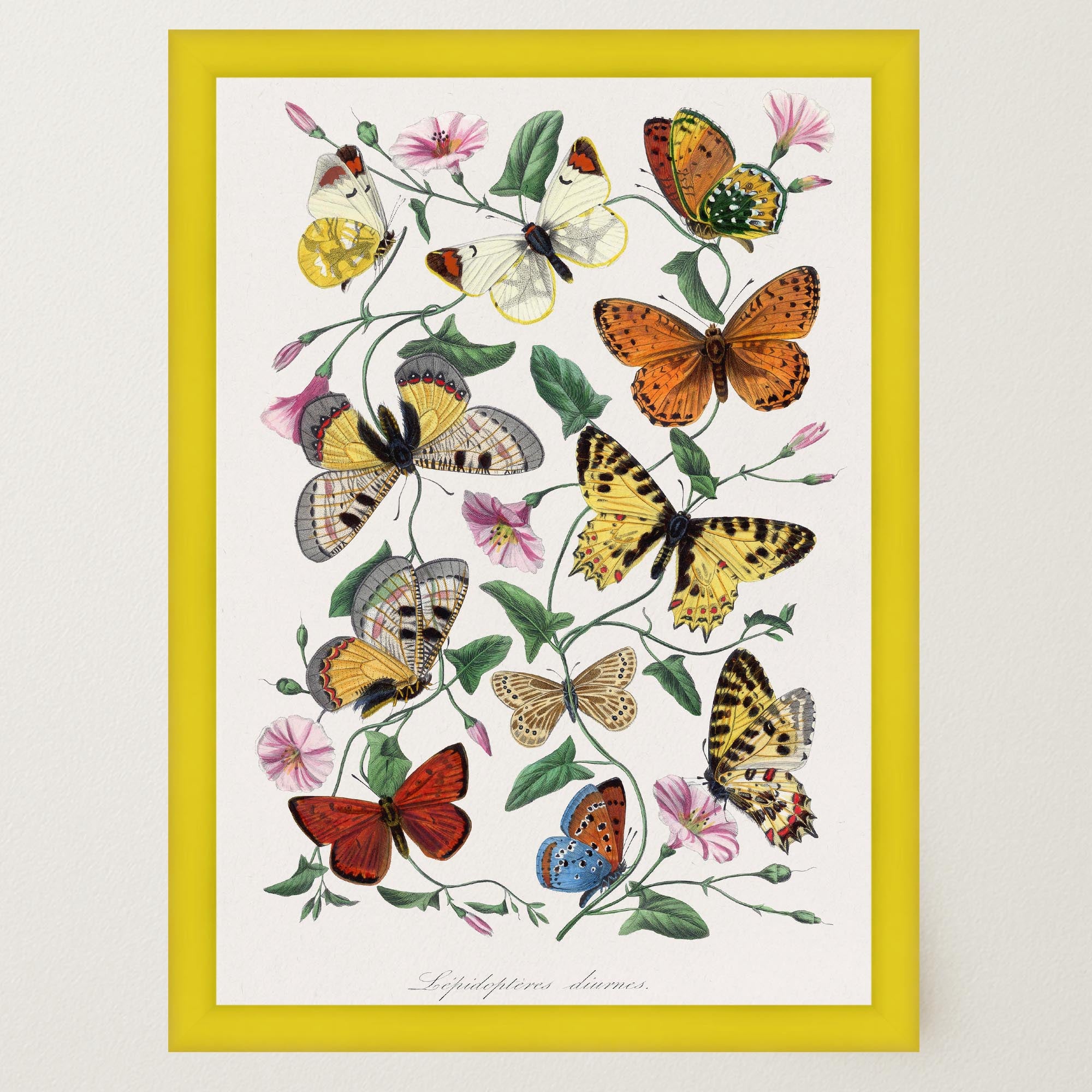 Butterfly and Moth Vintage Wall Art Print-Skudaboo