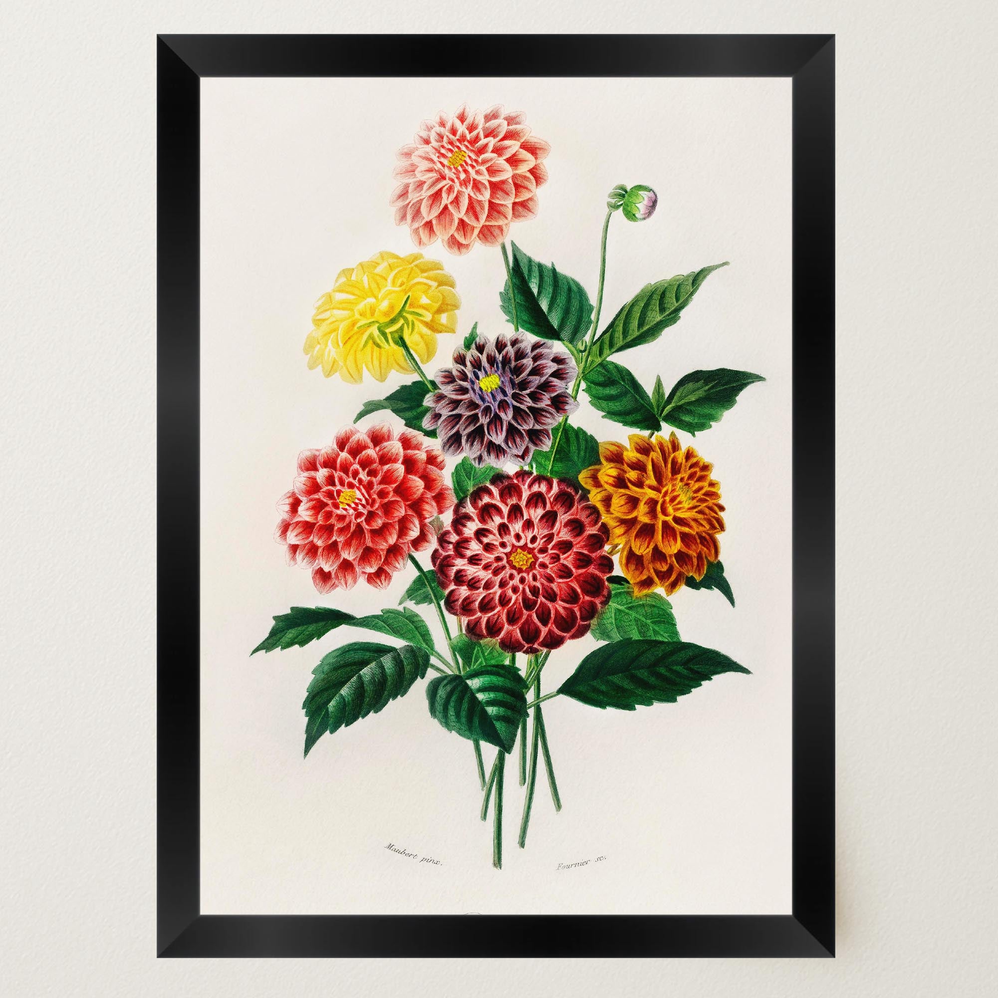 Dahlia Floral Vintage Botanical Wall Art Print-Skudaboo
