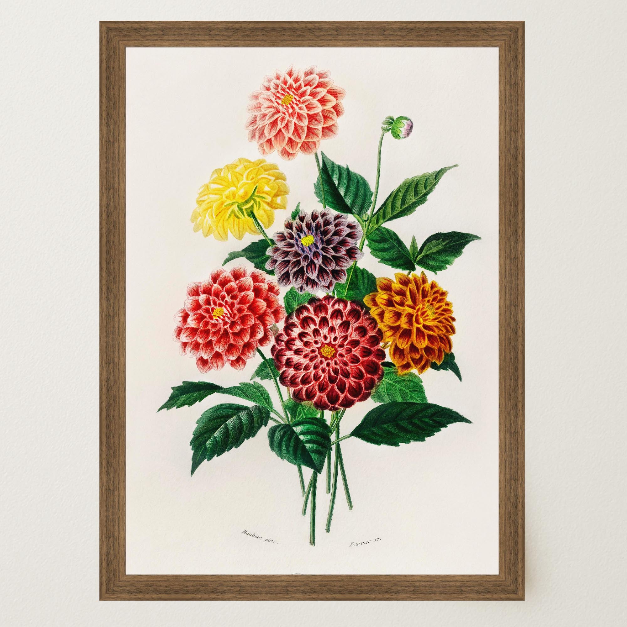 Dahlia Floral Vintage Botanical Wall Art Print-Skudaboo