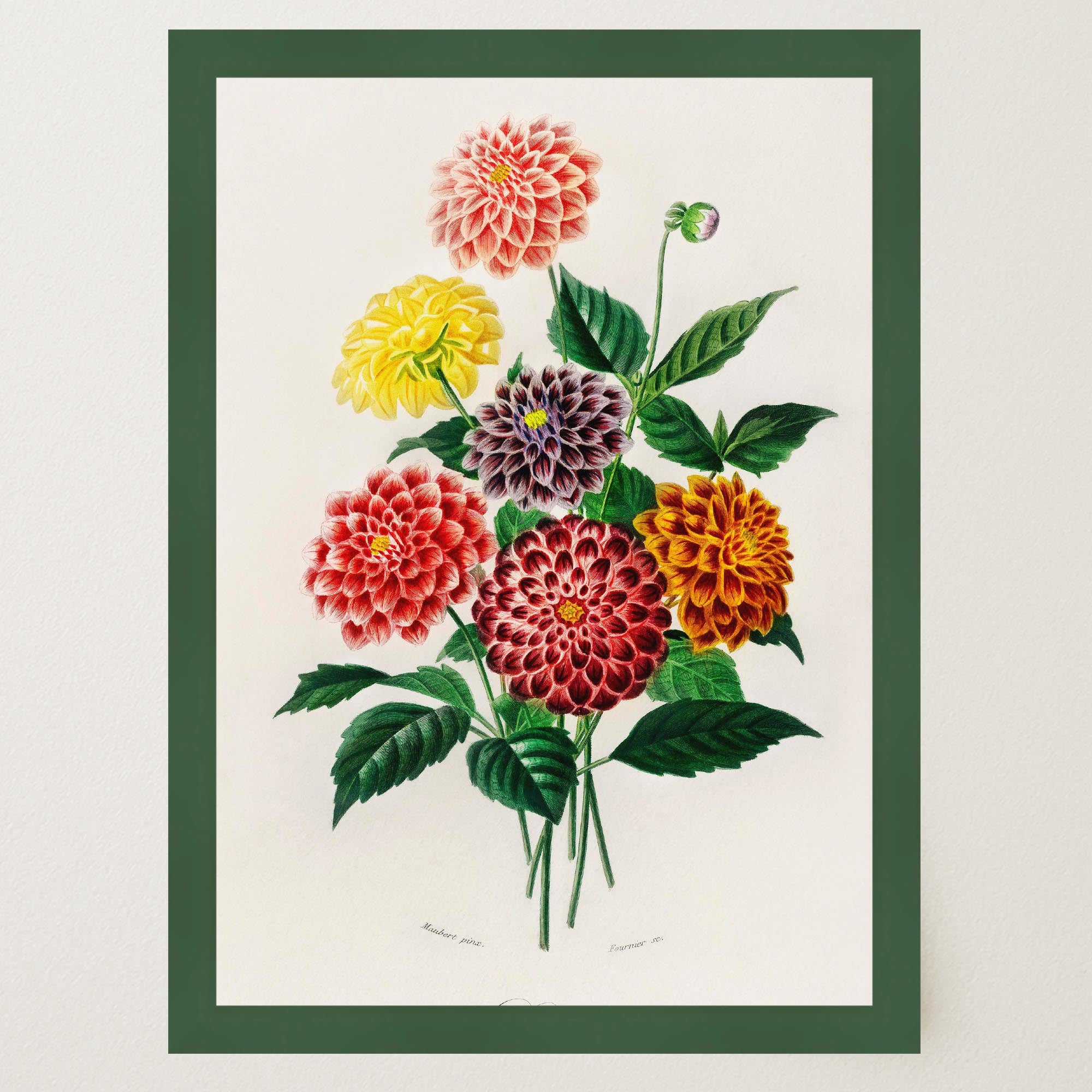 Dahlia Floral Vintage Botanical Wall Art Print-Skudaboo