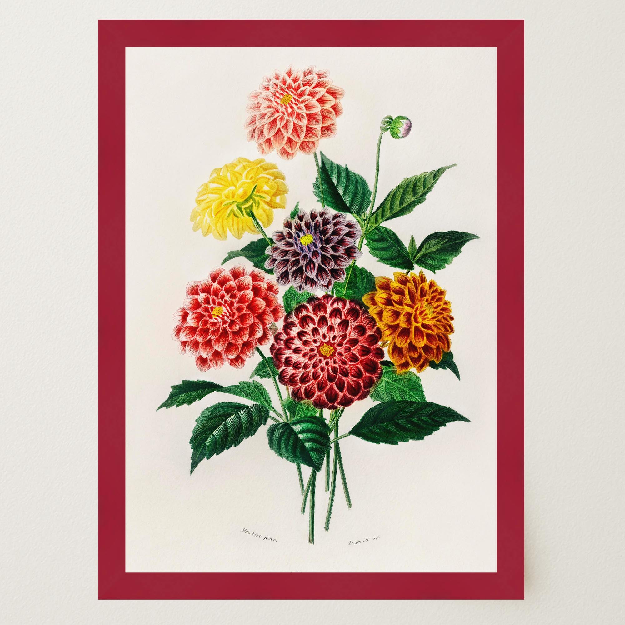 Dahlia Floral Vintage Botanical Wall Art Print-Skudaboo