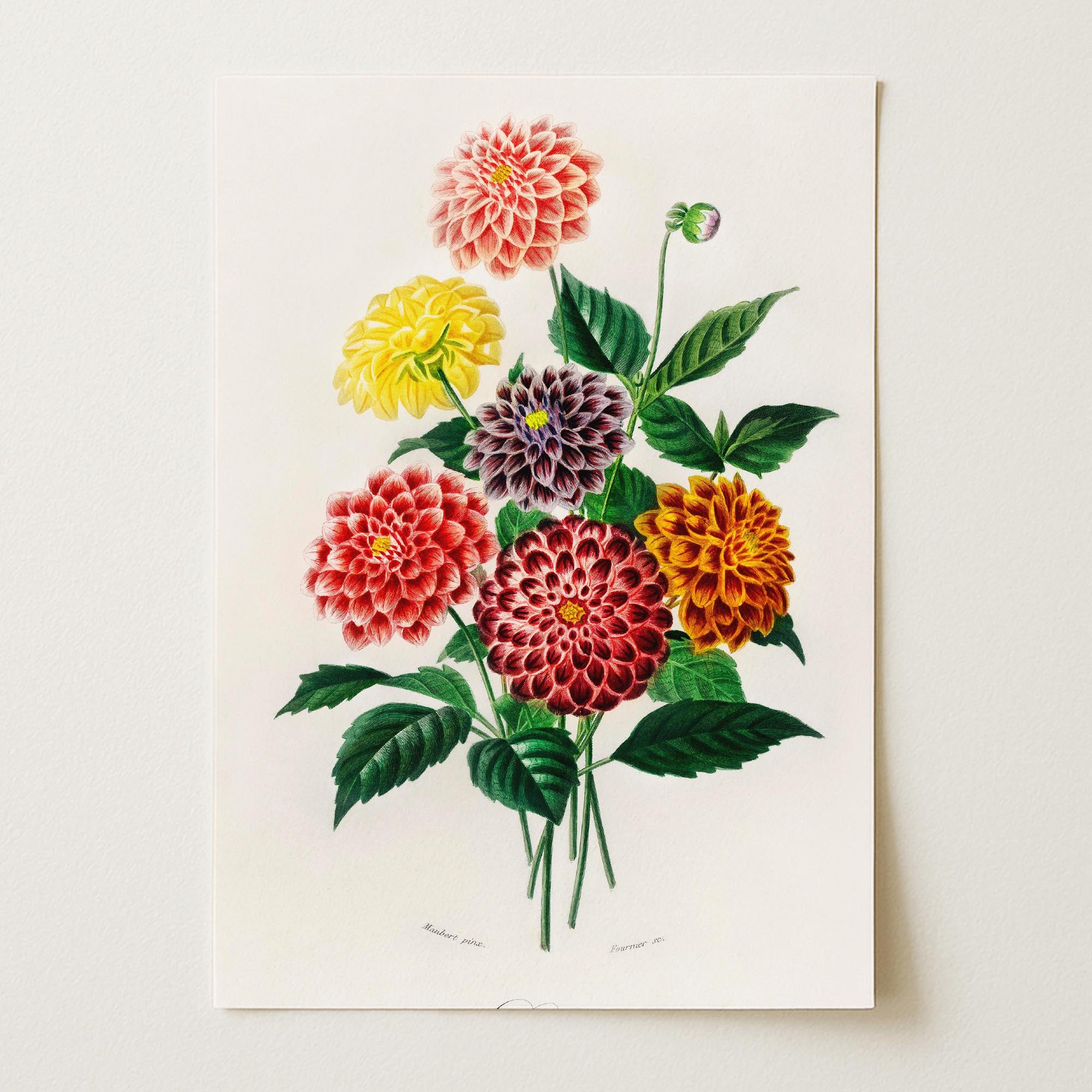 Dahlia Floral Vintage Botanical Wall Art Print-Skudaboo