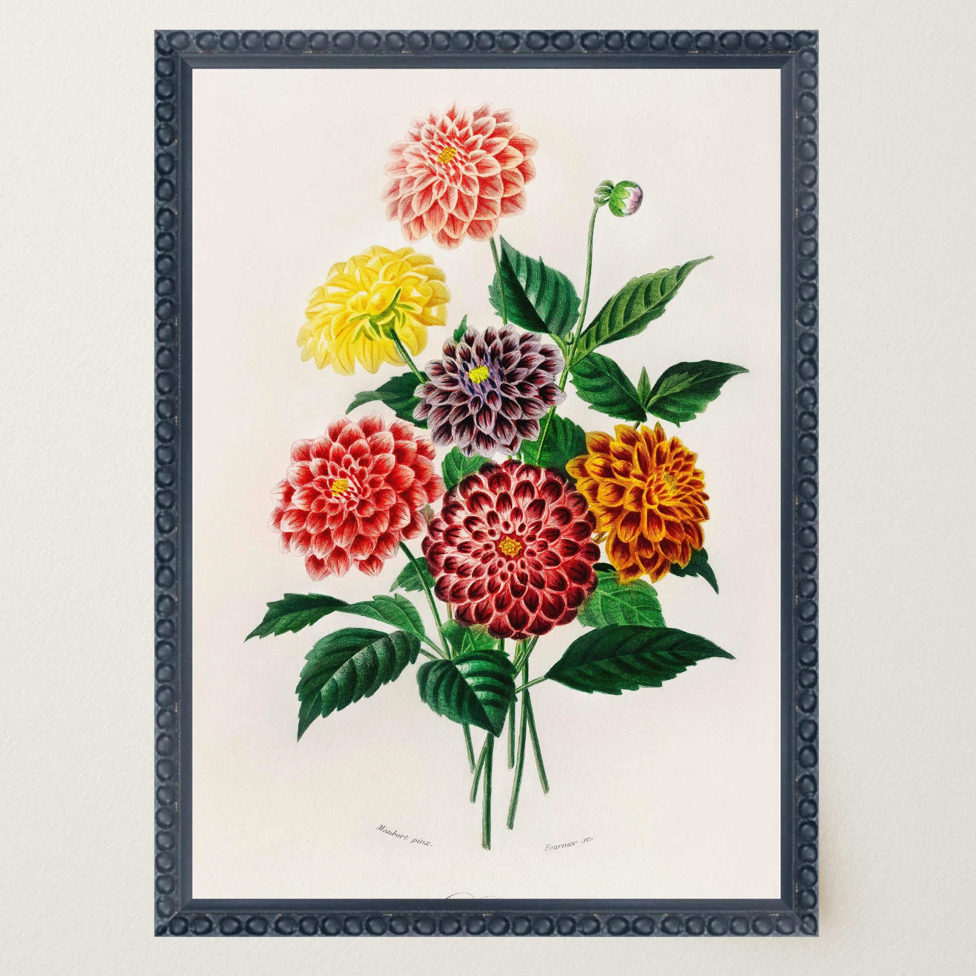 Dahlia Floral Vintage Botanical Wall Art Print-Skudaboo