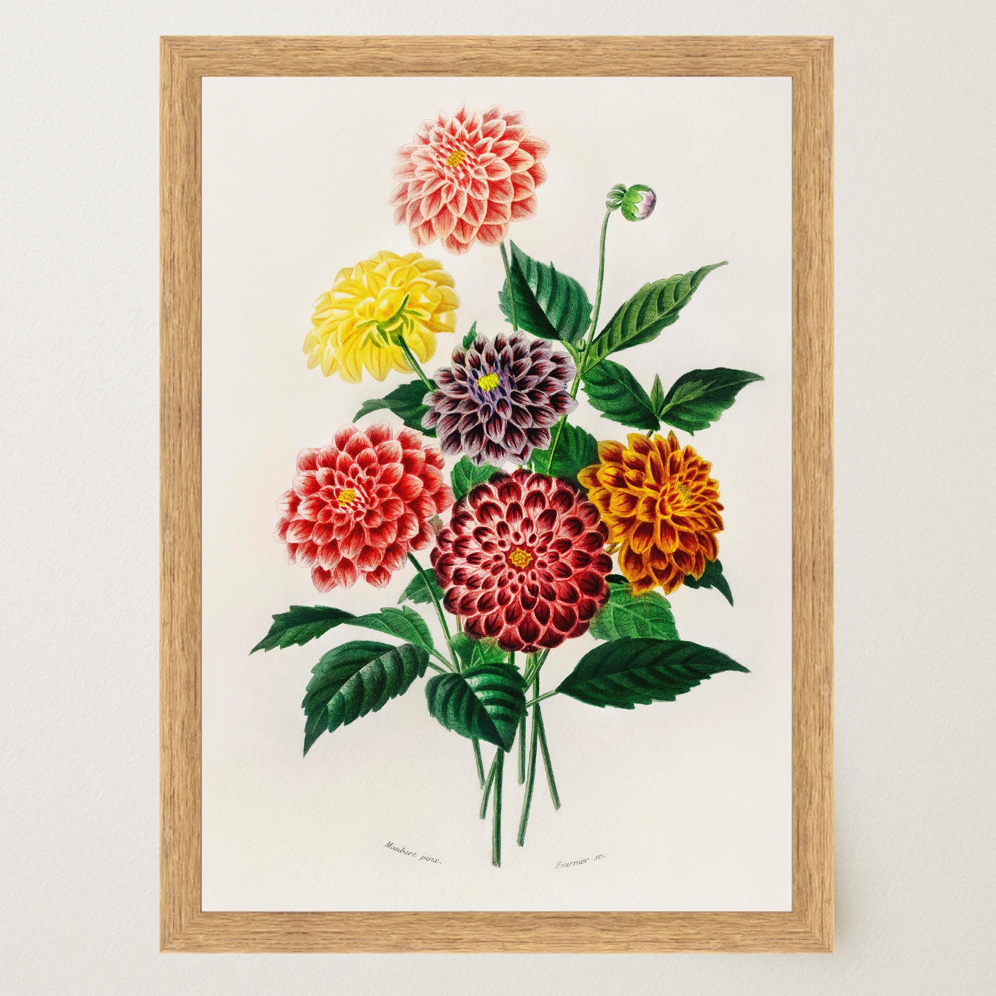 Dahlia Floral Vintage Botanical Wall Art Print-Skudaboo