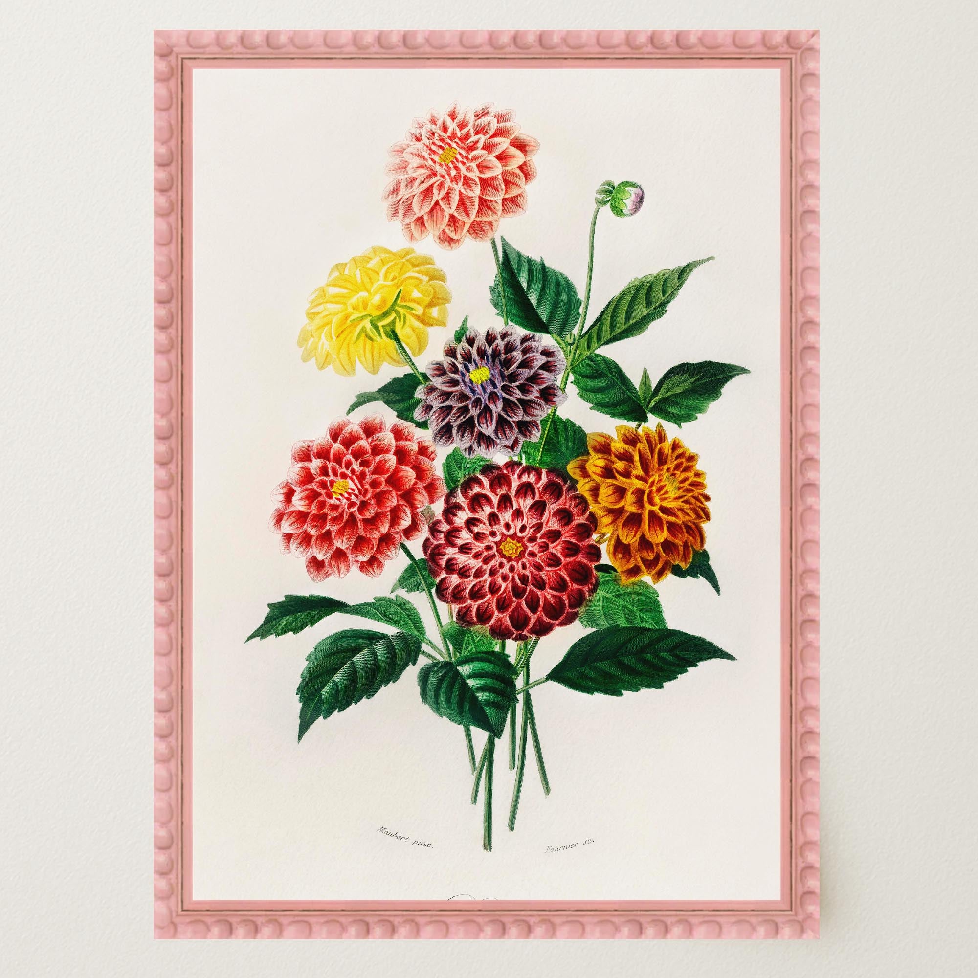 Dahlia Floral Vintage Botanical Wall Art Print-Skudaboo