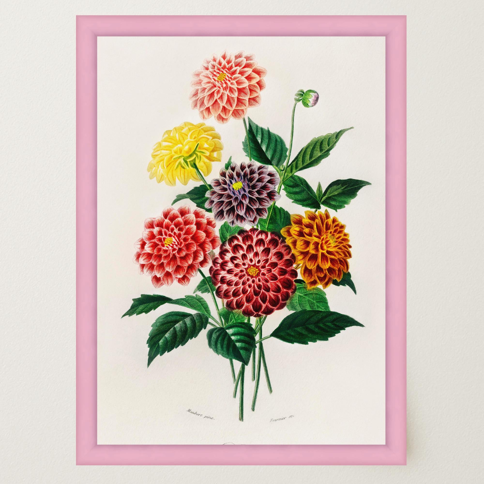 Dahlia Floral Vintage Botanical Wall Art Print-Skudaboo