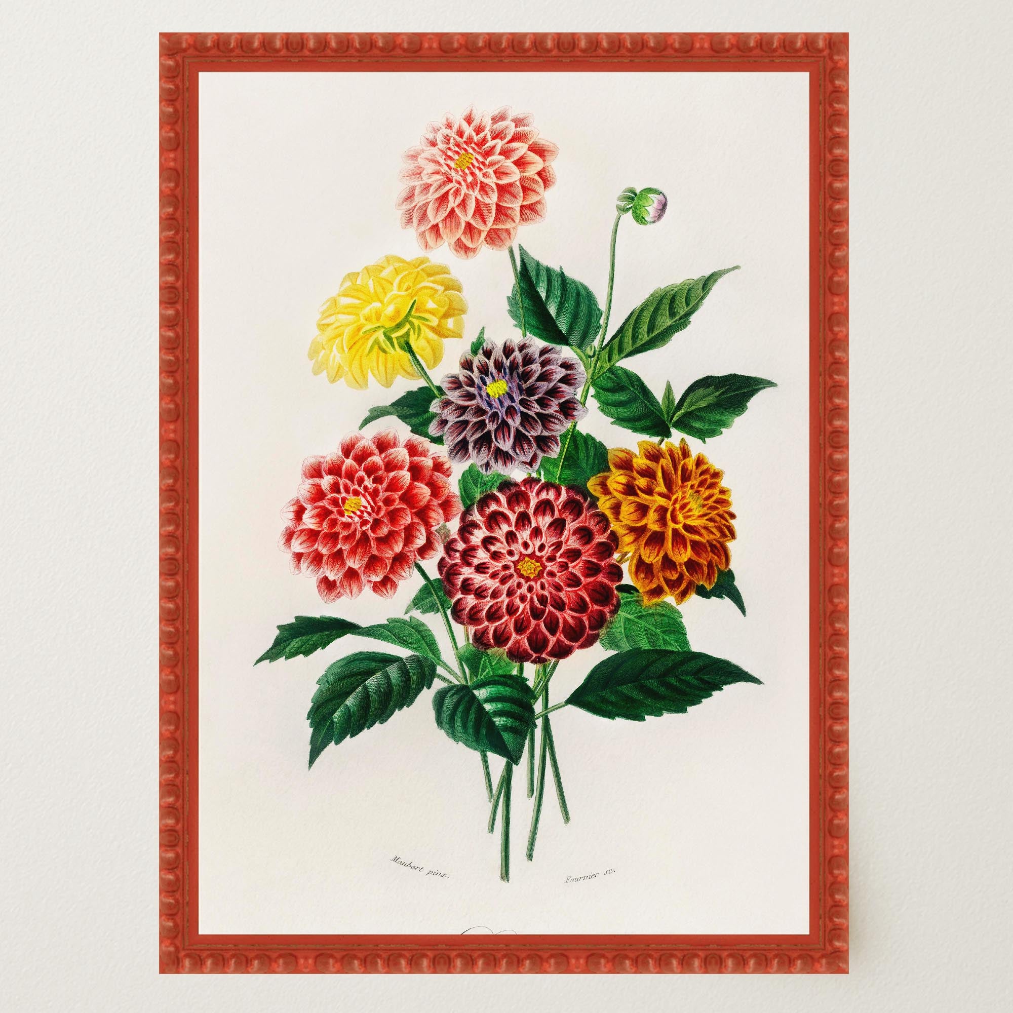 Dahlia Floral Vintage Botanical Wall Art Print-Skudaboo