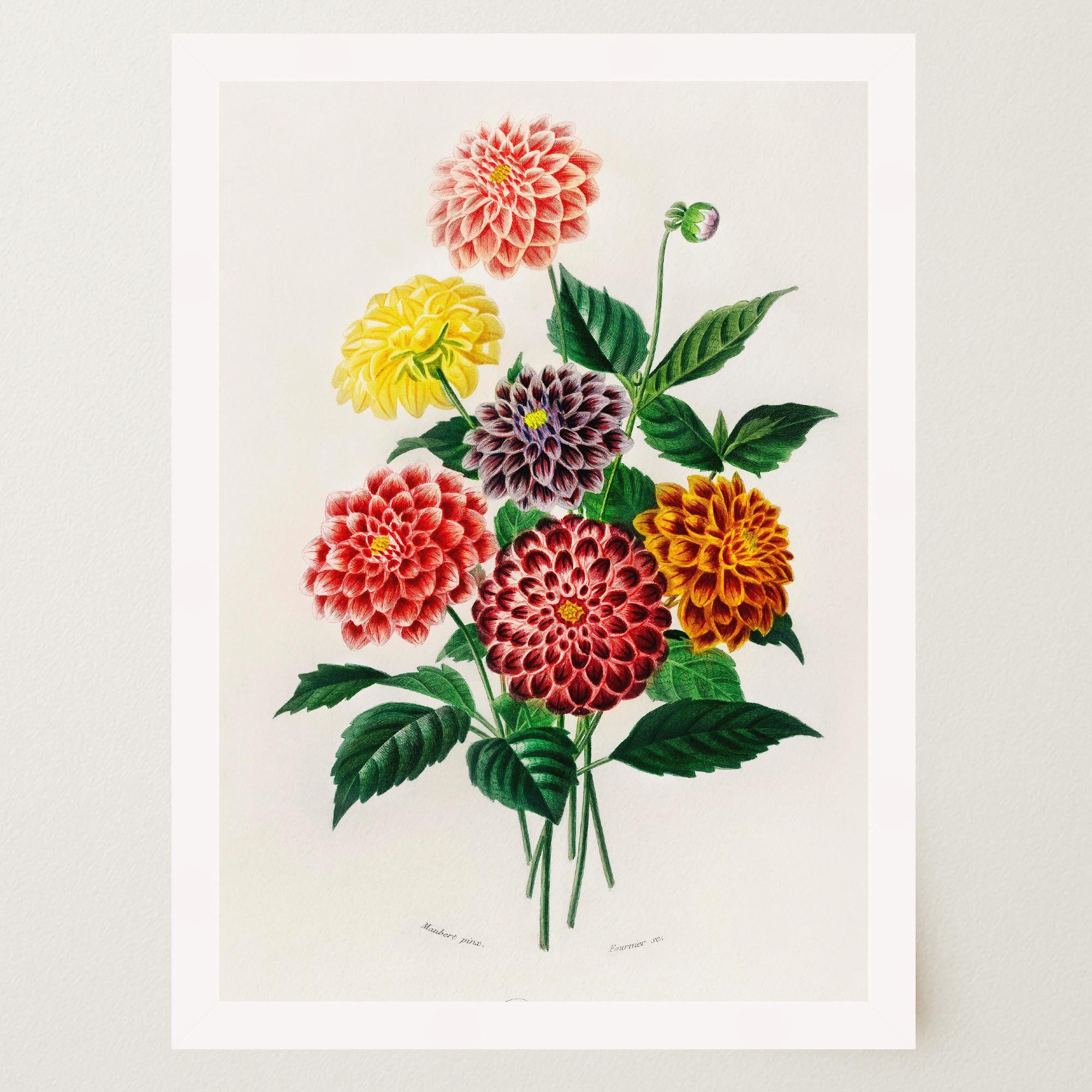 Dahlia Floral Vintage Botanical Wall Art Print-Skudaboo