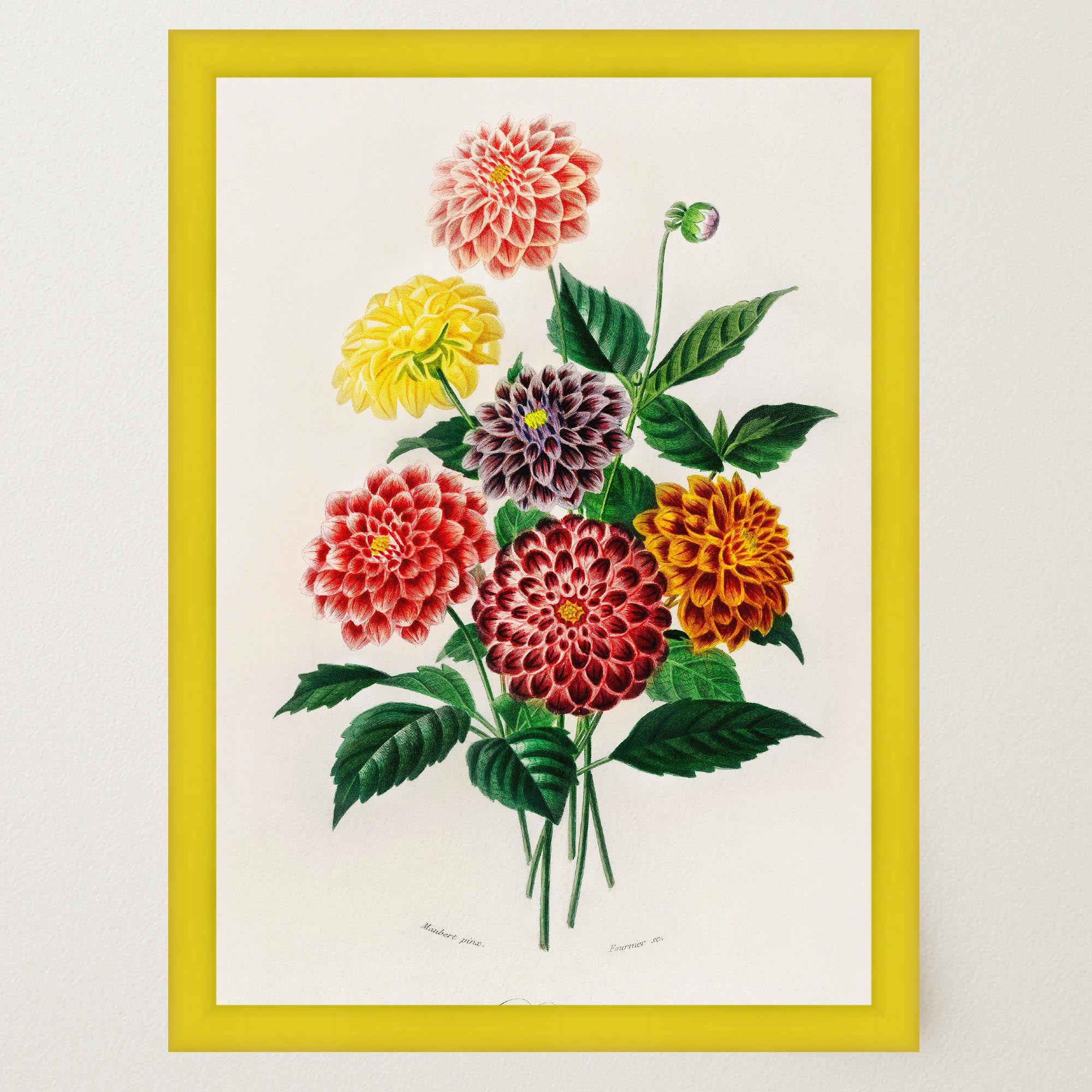 Dahlia Floral Vintage Botanical Wall Art Print-Skudaboo