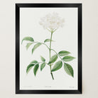 Elderflower Botanical Vintage Art Print-Skudaboo