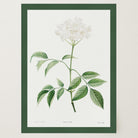 Elderflower Botanical Vintage Art Print-Skudaboo