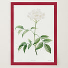 Elderflower Botanical Vintage Art Print-Skudaboo