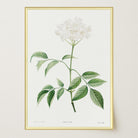 Elderflower Botanical Vintage Art Print-Skudaboo