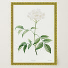 Elderflower Botanical Vintage Art Print-Skudaboo