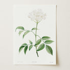 Elderflower Botanical Vintage Art Print-Skudaboo