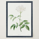 Elderflower Botanical Vintage Art Print-Skudaboo