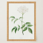 Elderflower Botanical Vintage Art Print-Skudaboo