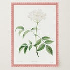 Elderflower Botanical Vintage Art Print-Skudaboo