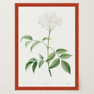 Elderflower Botanical Vintage Art Print-Skudaboo