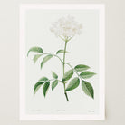 Elderflower Botanical Vintage Art Print-Skudaboo