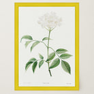 Elderflower Botanical Vintage Art Print-Skudaboo