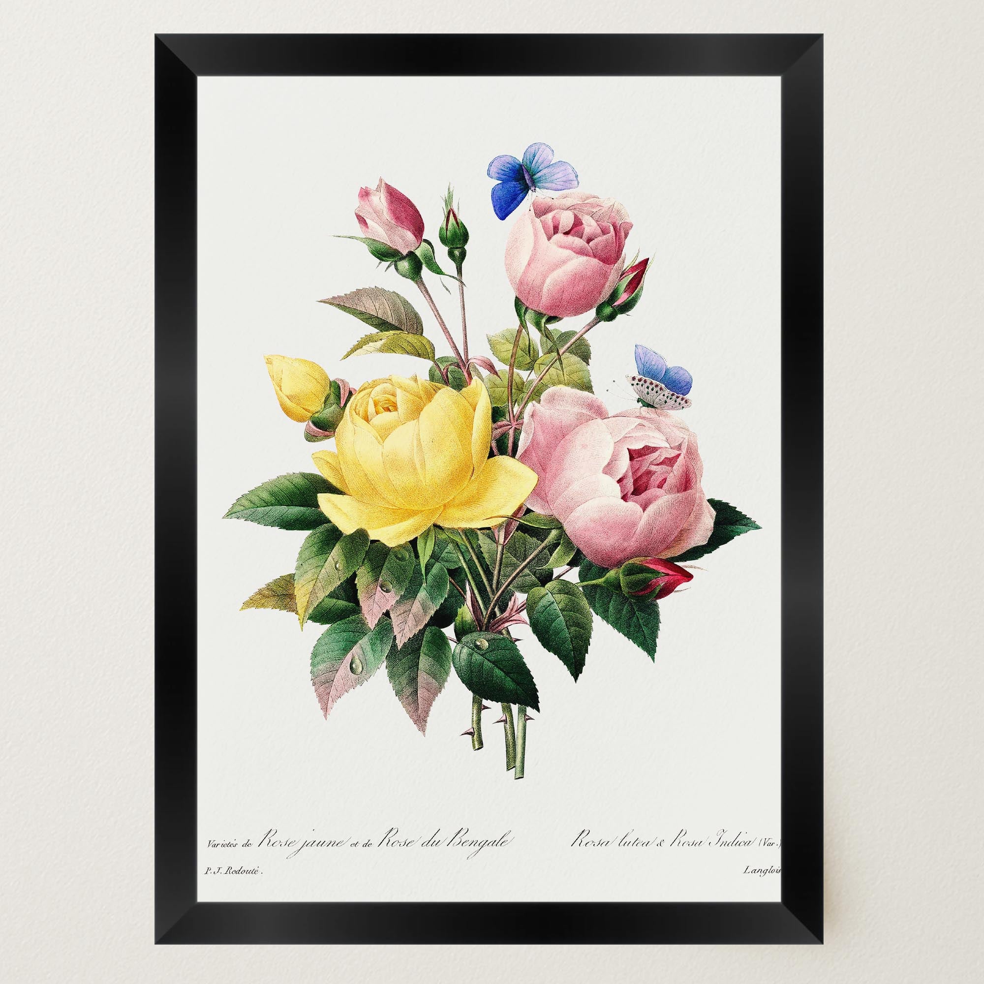 Vintage Rose Botanical Wall Art Print-Skudaboo
