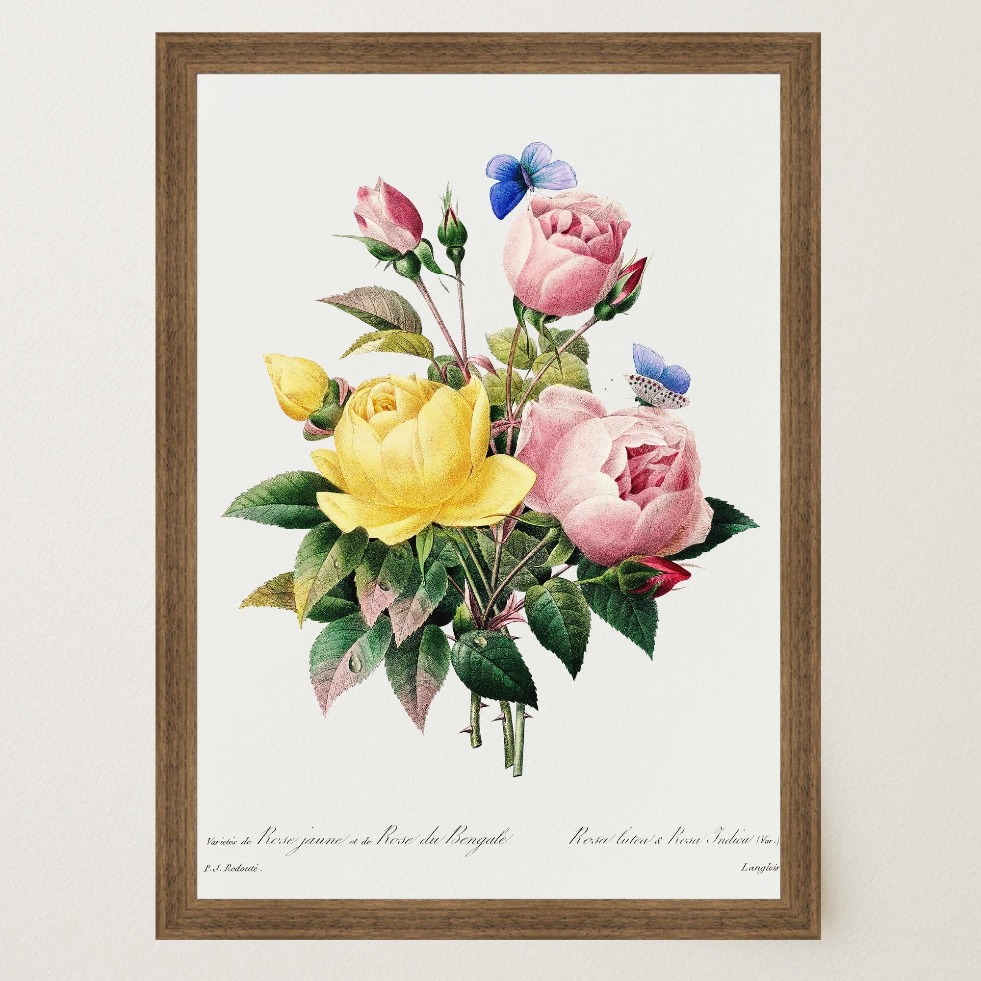 Vintage Rose Botanical Wall Art Print-Skudaboo