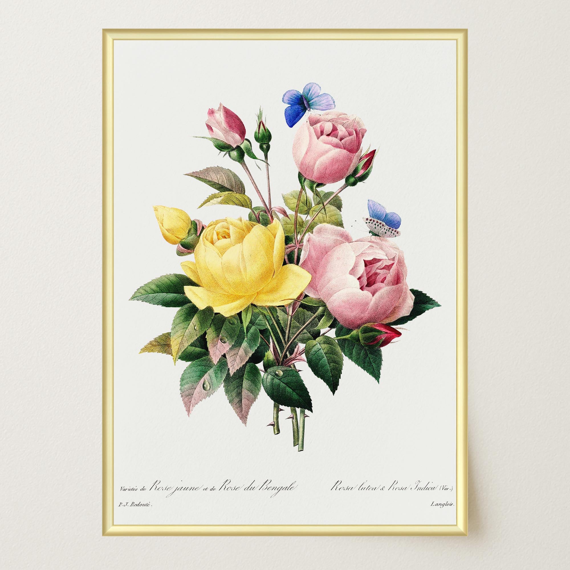 Vintage Rose Botanical Wall Art Print-Skudaboo
