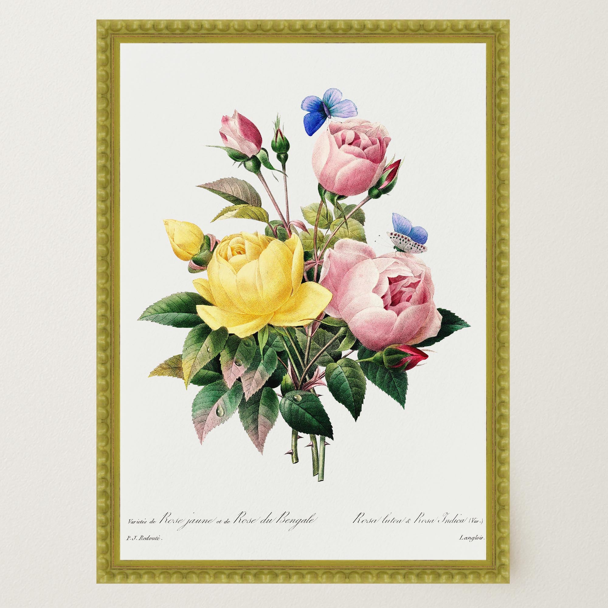 Vintage Rose Botanical Wall Art Print-Skudaboo