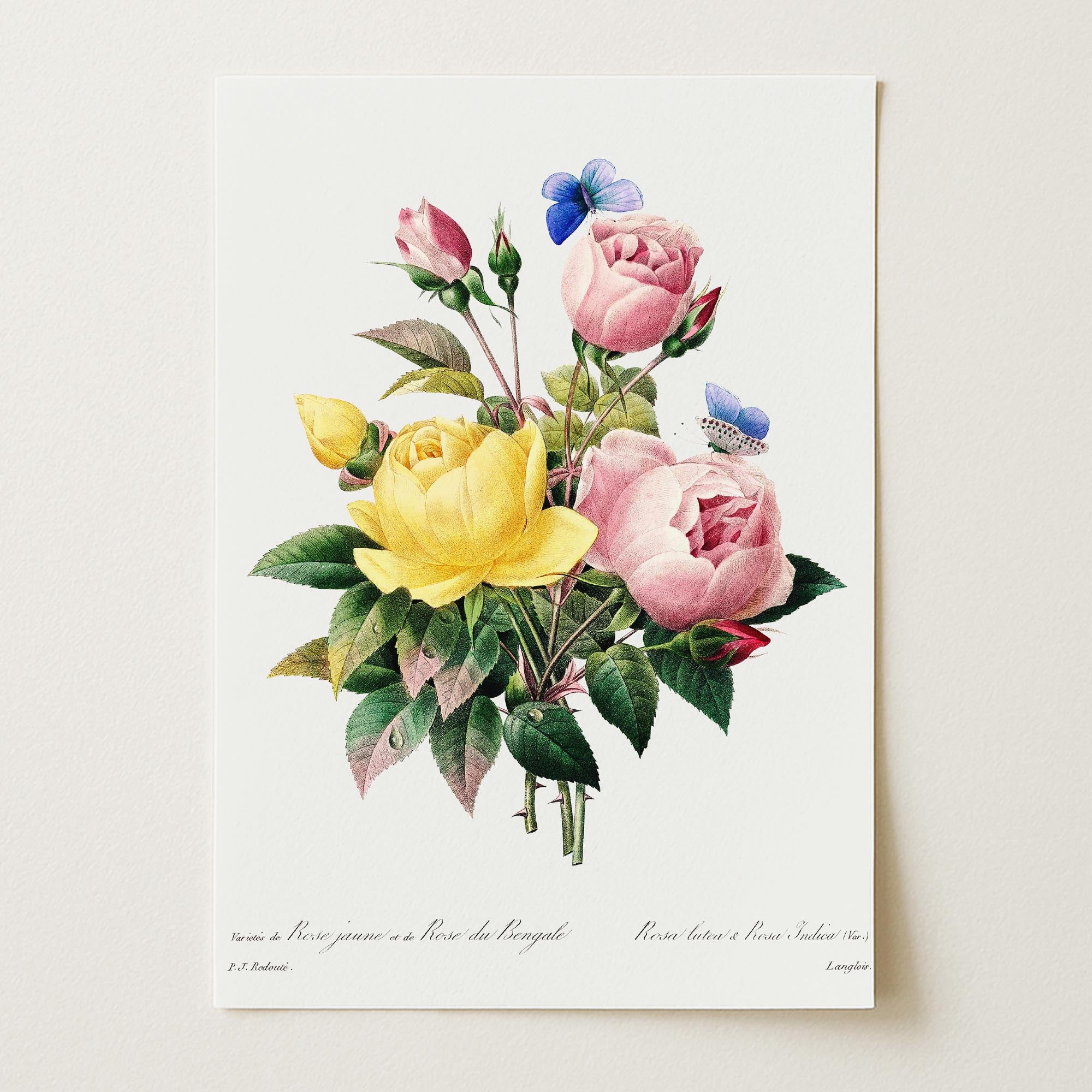 Vintage Rose Botanical Wall Art Print-Skudaboo